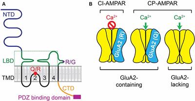 Calcium Permeable-AMPA Receptors and Excitotoxicity in Neurological Disorders